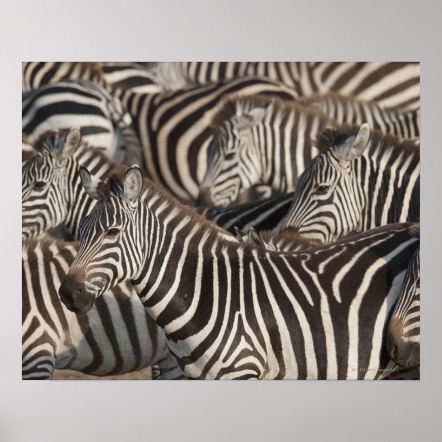 Zebras, Kenya, Africa Poster (Front)