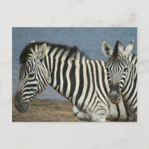 Zebras Looking at Camera on Safari Postcard