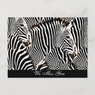 Zebras love_ postcard