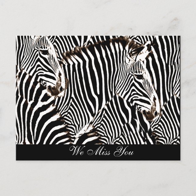 Zebras love_ postcard (Front)
