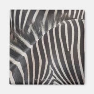 Zebras Magnet