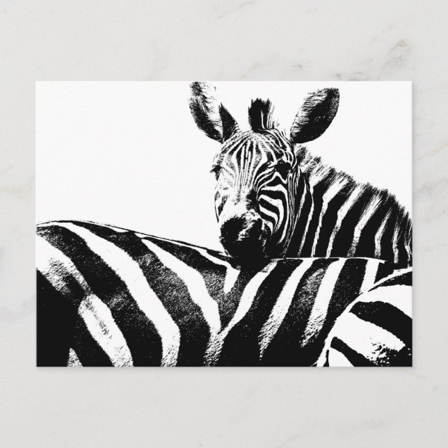 Zebras Modern Black&White Pop Art Picture Template Postcard (Front)