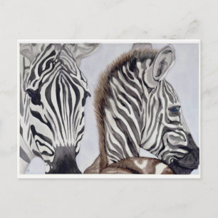 Zebras Mother and Child Postcard