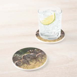 Zebras on the Move: A Journey of a Thousand Miles Coaster