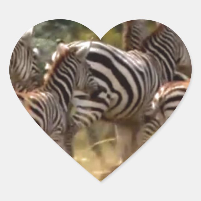 Zebras on the Move: A Journey of a Thousand Miles Heart Sticker (Front)