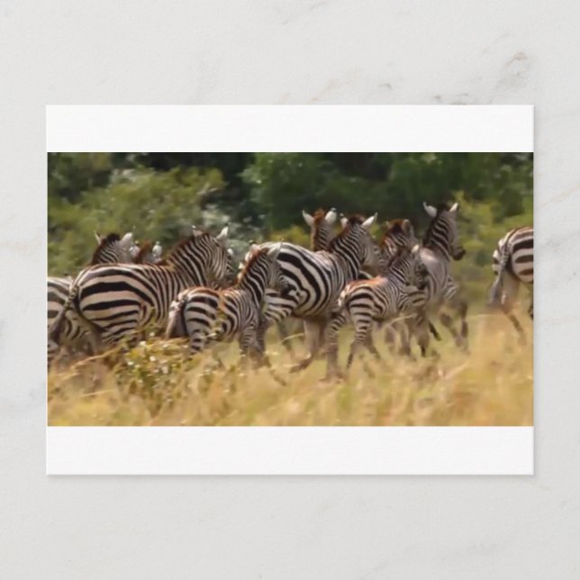 Zebras on the Move: A Journey of a Thousand Miles Postcard (Front)