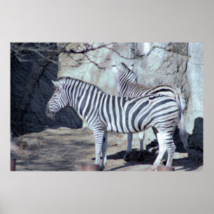Zebras Photo Poster