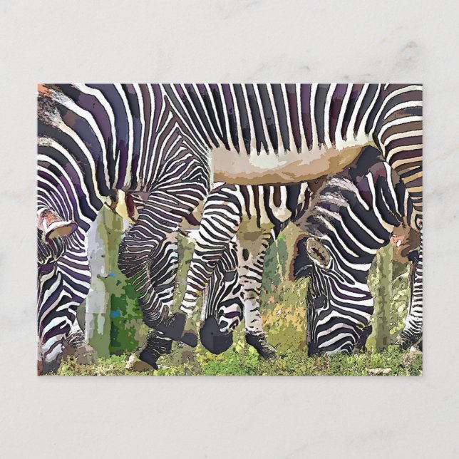 ZEBRAS POSTCARD (Front)