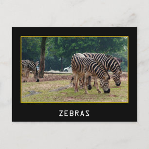 Zebras Postcard
