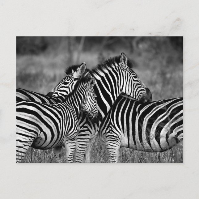 Zebra's Postcard (Front)
