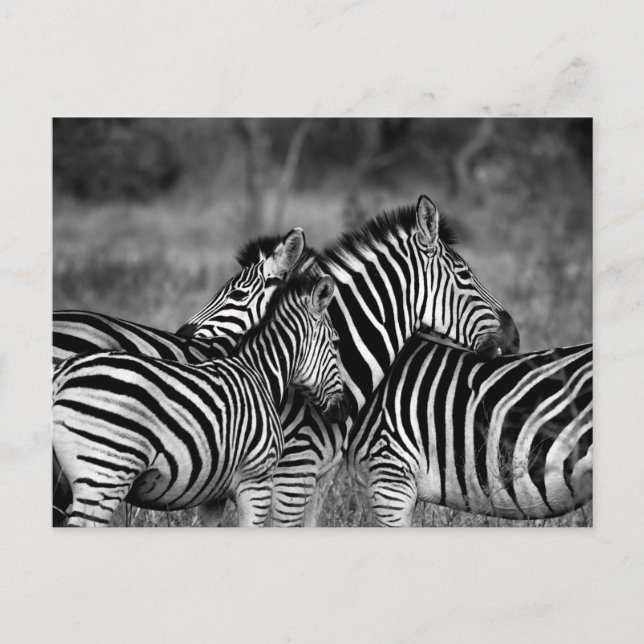 Zebras Postcard (Front)