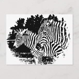 zebras postcard