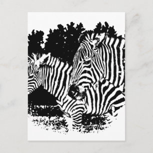 zebras postcard