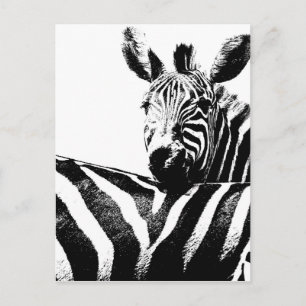 Zebras Postcard