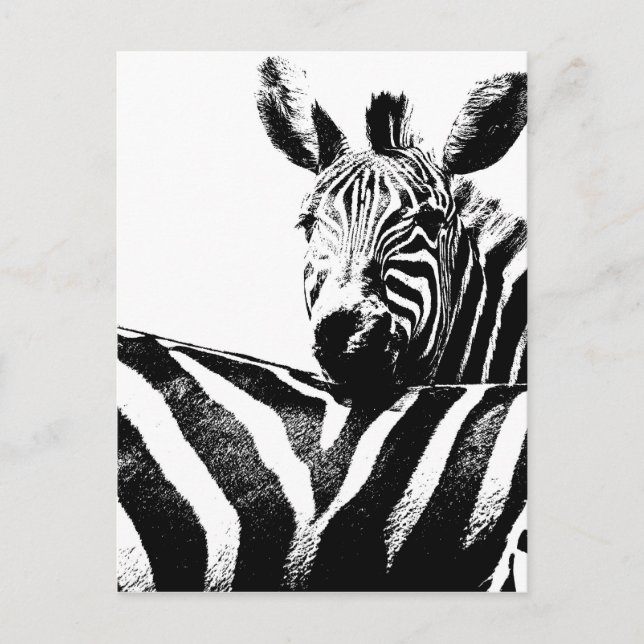 Zebras Postcard (Front)