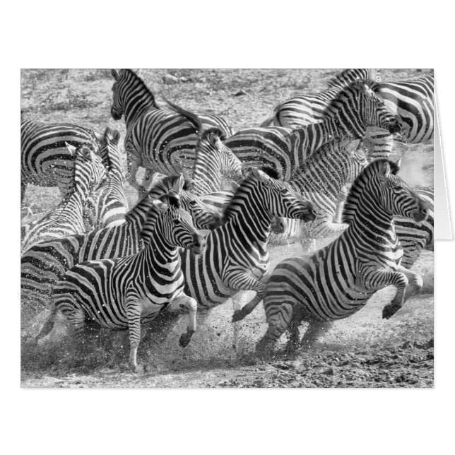 Zebras running (Front Horizontal)