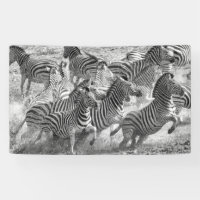 Zebras running
