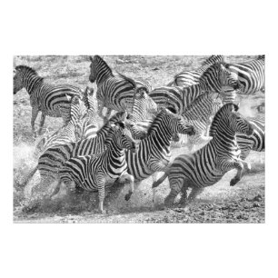 Zebras running photo print