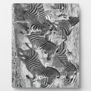 Zebras running plaque