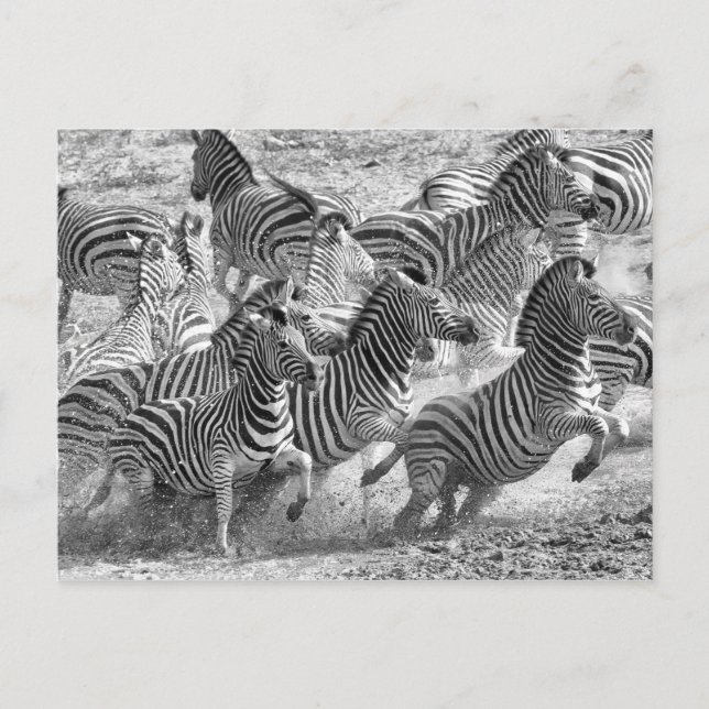 Zebras running postcard (Front)