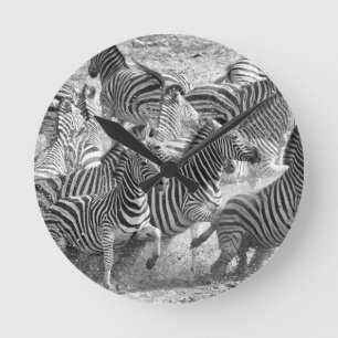 Zebras running round clock