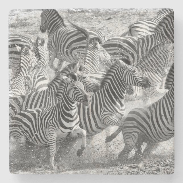 Zebras running stone coaster (Front)