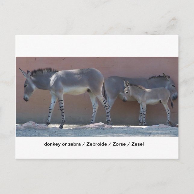 Zebroide Postcard (Front)