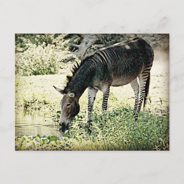 "Zedonk" Postcard (Front)