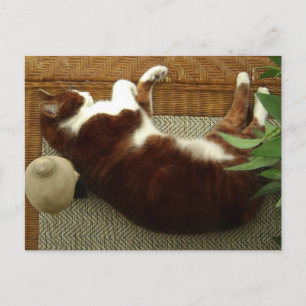 Zen Cat Postcard