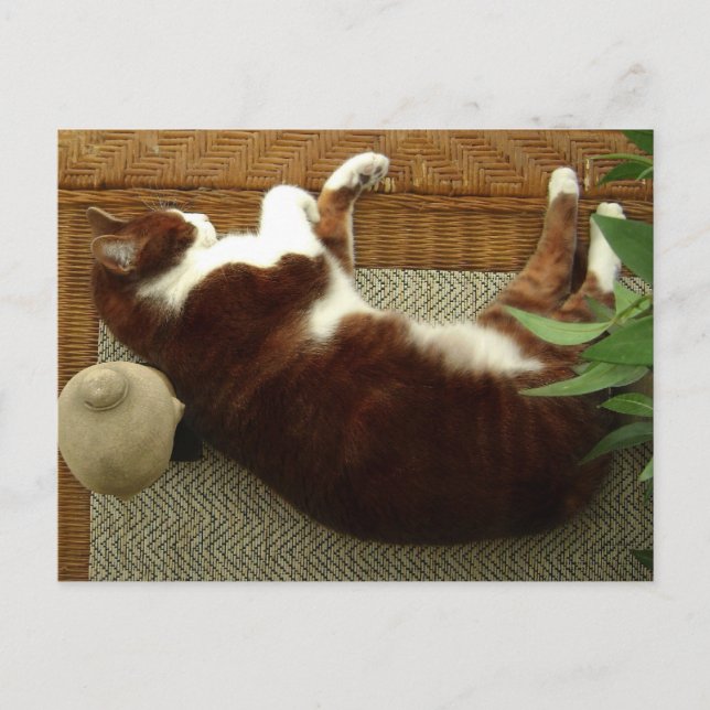Zen Cat Postcard (Front)