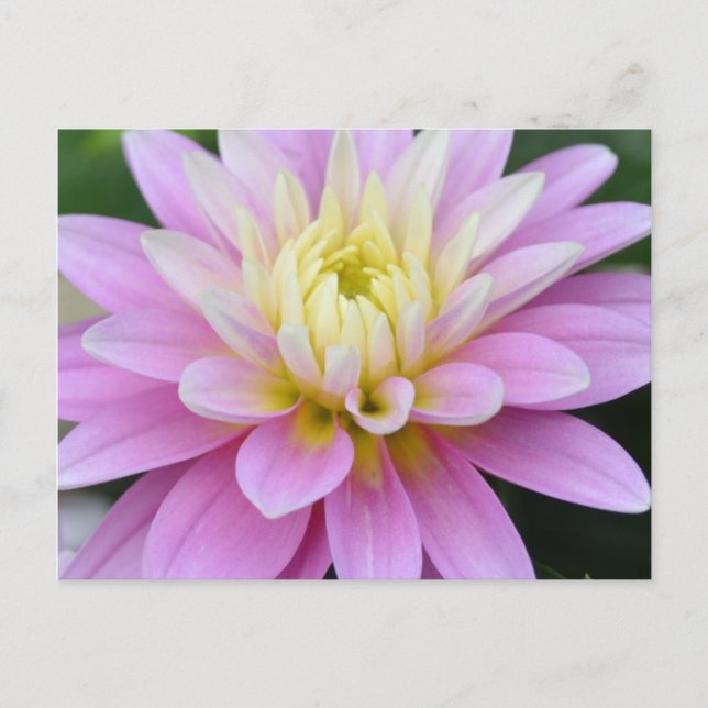 Zen Flower- Dahlia Postcard (Front)