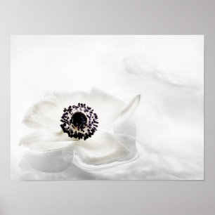 Zen High Key White Anemone on Water Background Poster