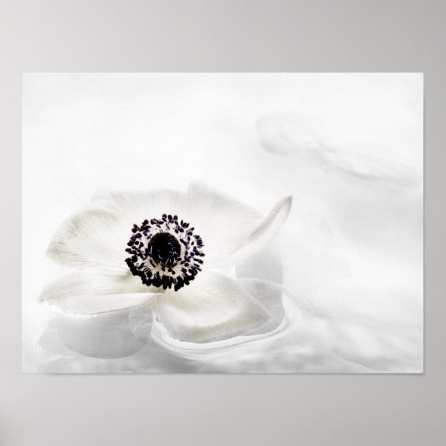 Zen High Key White Anemone on Water Background Poster (Front)