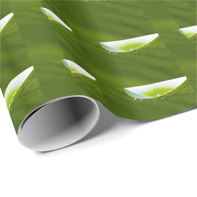 Zen Love Green Lotus Leaf  Water Drop Wrapping Paper (Roll Corner)