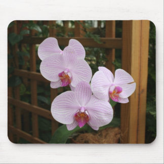Zen orchids mouse pad
