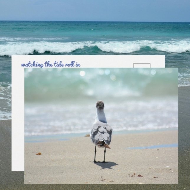 Zen Seagull at Beach Photographic  Postcard (Creator Uploaded)