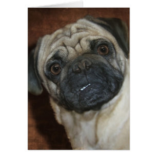 Zena the Pug