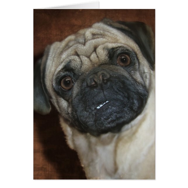 Zena the Pug (Front)