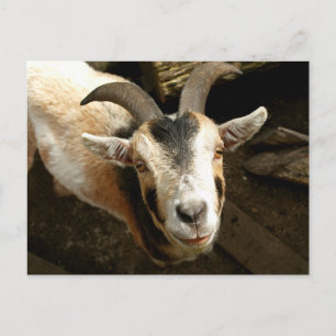 Ziege Postcard