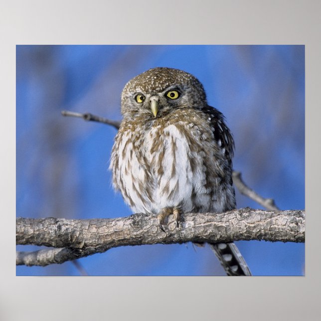Zimbabwe. Close-up of pearl spotted owl Poster (Front)