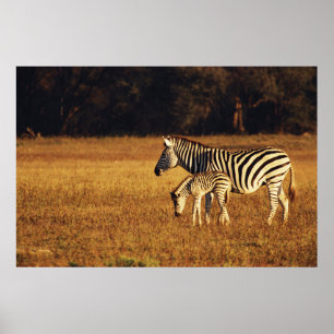 Zimbabwe, Hwange National Park, Linkwasha Poster