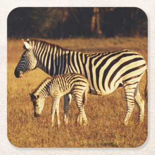 Zimbabwe, Hwange National Park, Linkwasha Square Paper Coaster