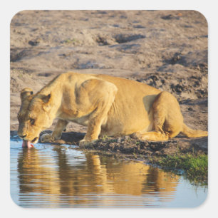 Zimbabwe Lioness Safari on Display Stickers