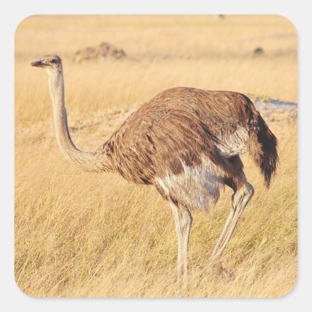 Zimbabwe Ostrich Safari on Display Stickers (Front)