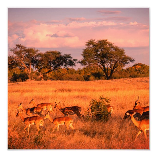 Zimbabwe the pure nature of the antelope photo print (Front)