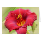 Zinger - Daylily