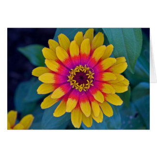 Zinnia