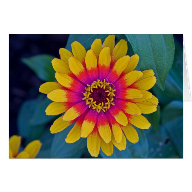 Zinnia (Front Horizontal)
