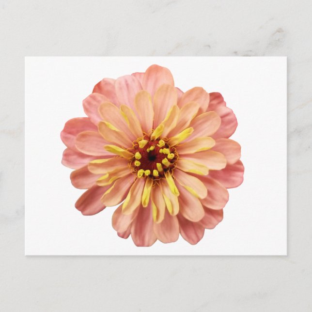 Zinnia Floral Flower Nature Photography Postcard (Front)
