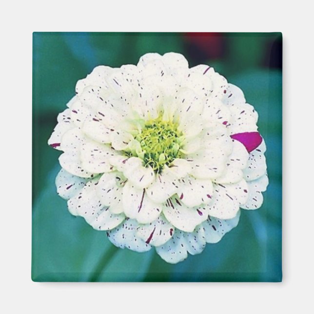 Zinnia Flower Magnet (Front)